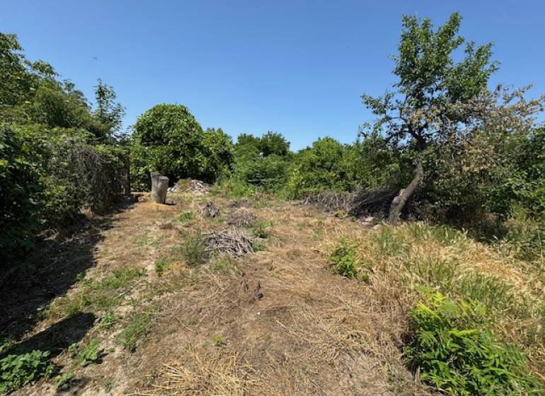 A garden at a family house in Mužla with lush vegetation and natural elements.