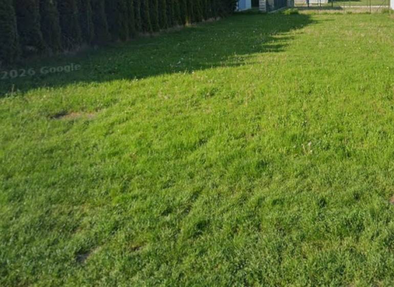 A grassy residential plot in Kittsee with coniferous trees on the edge.