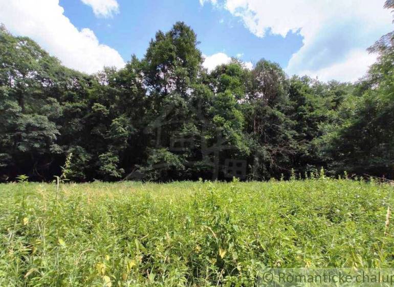 A green meadow with rich vegetation surrounded by trees in the Gardens near Hrušov.