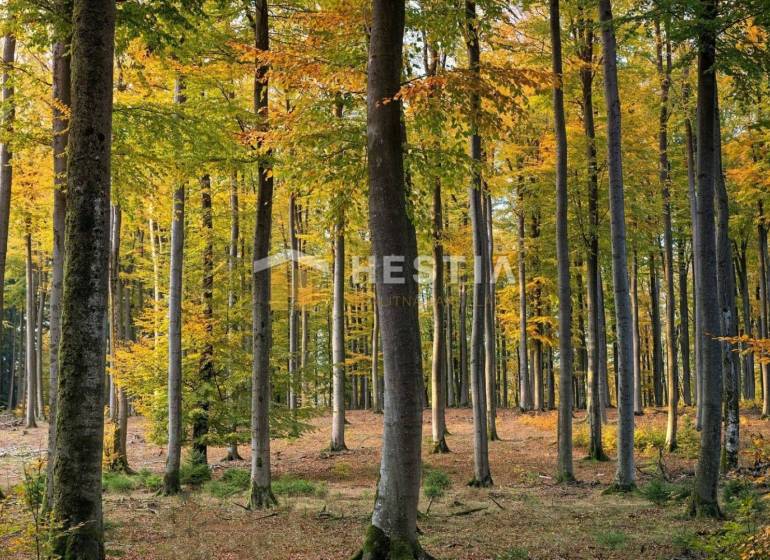 Autumn in the forest near Moravský Svätý Ján, available for land - housing.