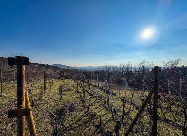 Vineyards in Nitra on Ambrova Street, a sunny day with a clear sky and a view of the hills.