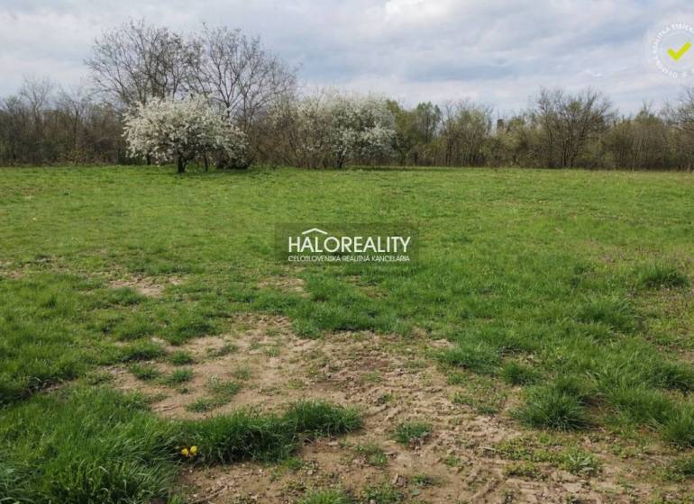 Grassy plots - living in Juro nad Hronom, with blooming trees in the background.
