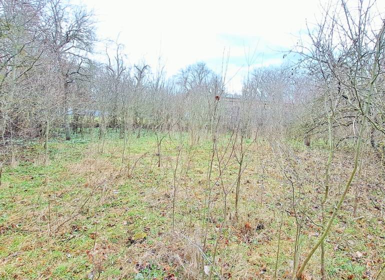 A plot of land for housing in Levice with growing trees and grass.