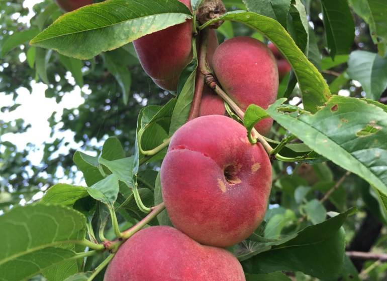 A tree in the gardens of Nitra with ripe flat peaches on the branches.