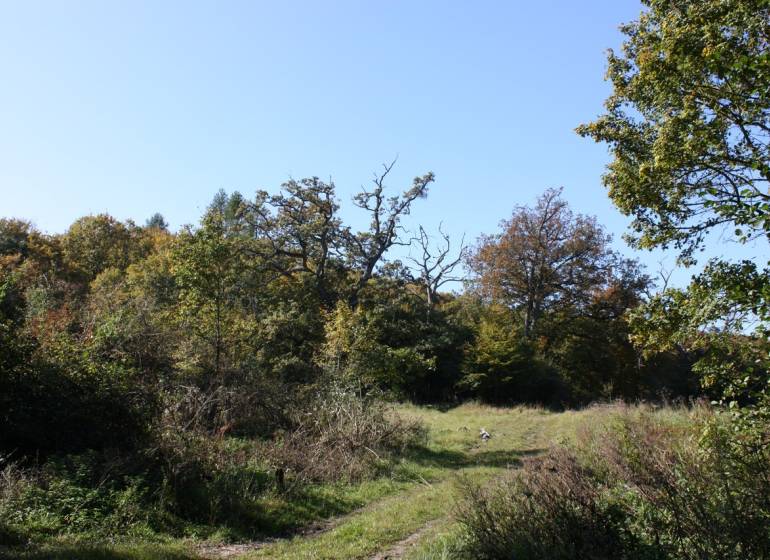 A forest road on agricultural and forest land in Zlatníky surrounded by trees and grass.