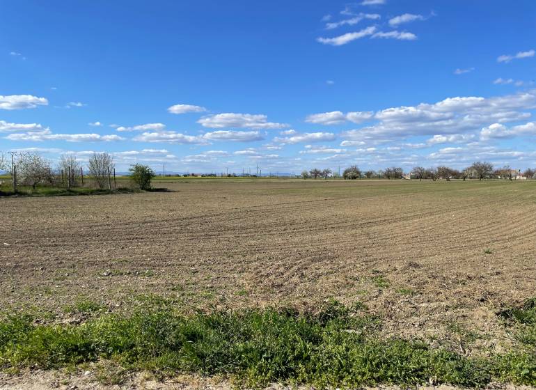 A vast field on Košútska Street in Košúty under a blue sky with trees on the horizon.