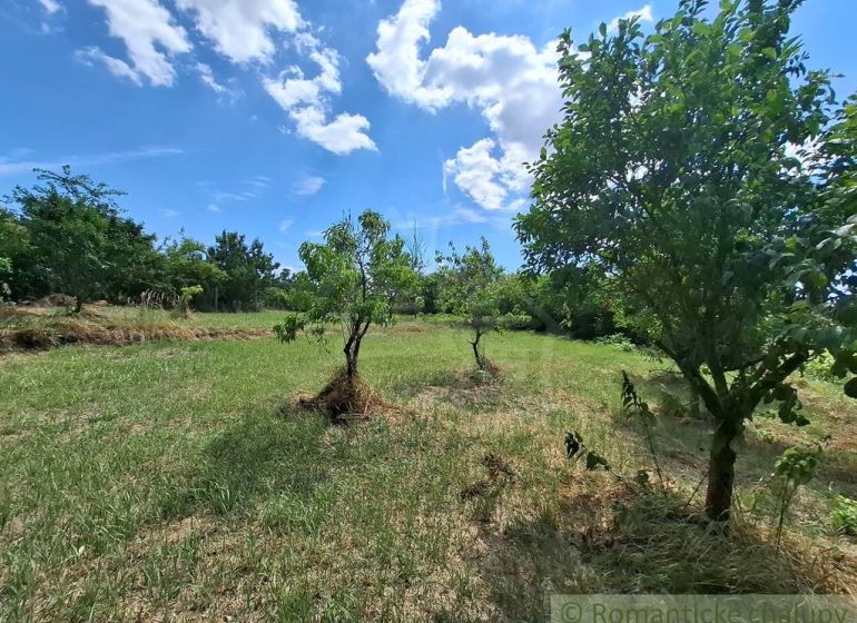 Gardens in Moča with fruit trees in sunny weather.
