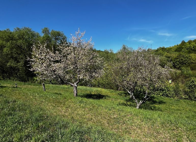 Trees in bloom on the slope of gardens in Kendice under the blue sky.