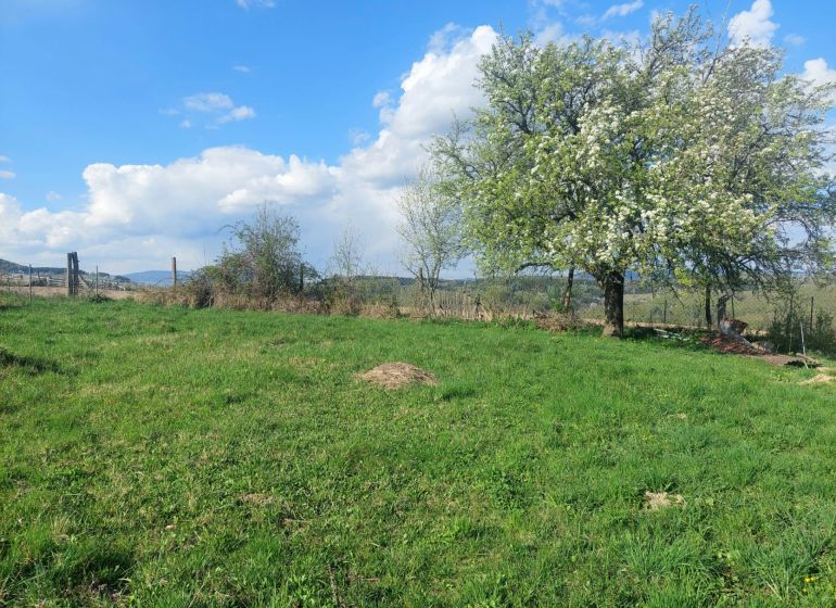 Greenery and blossoming trees in Budiná on plots designated for housing.