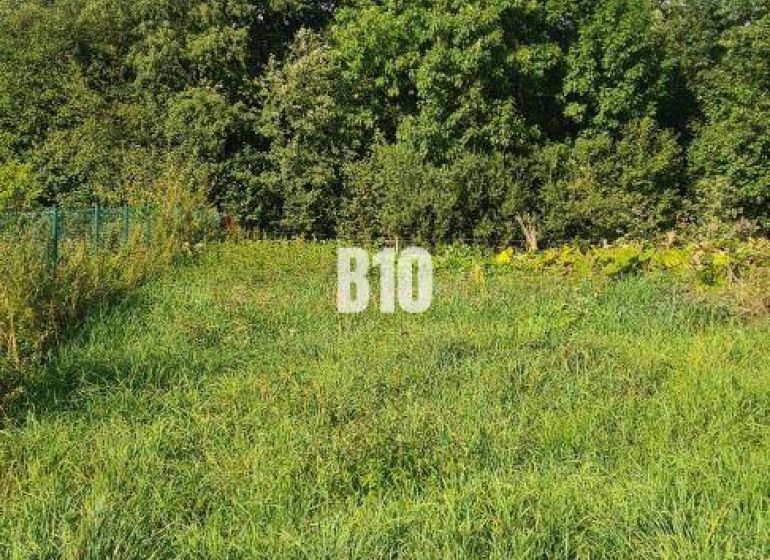 Greenery on a plot suitable for living, trees, grass, an ideal place for building a house.