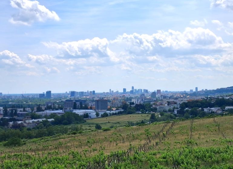 Vineyards on Vtáčikova Road in Bratislava - Rača with a panoramic view of the city.