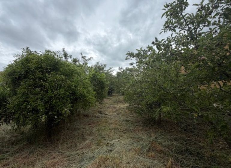 The orchard garden in Jarovce (Residential land), covered with mowed grass under a cloudy sky.