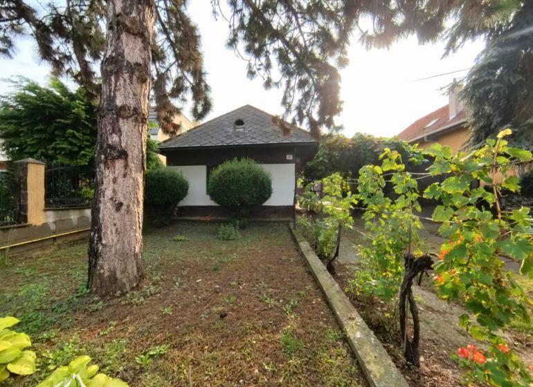 A garden in front of a family house on Hlavná Street in Lehota with vines and trees.