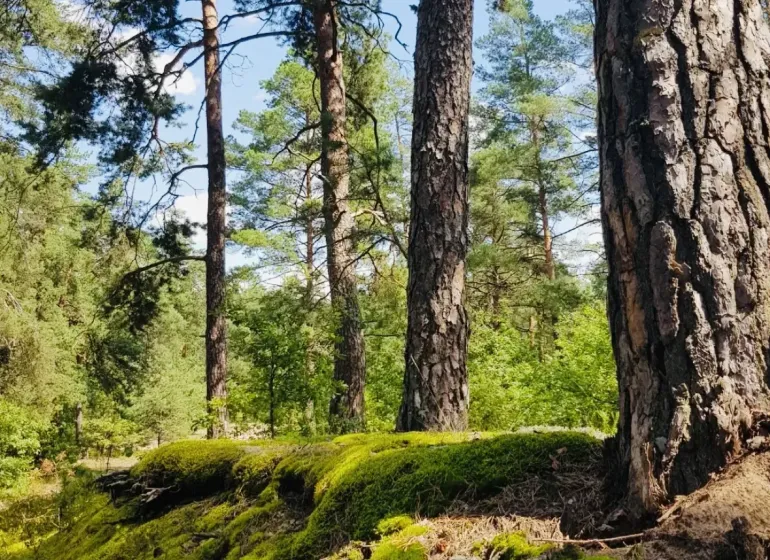 Forests and mosses in Dohňany on agricultural and forest lands.
