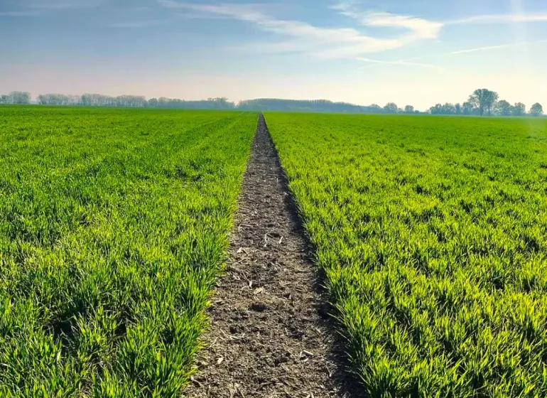 Grassy agricultural areas in Kolárovo, fields and blue sky, bordered by trees.
