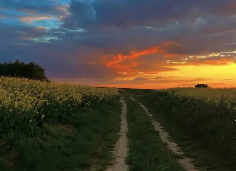 A dirt road between blooming fields during sunset in Rapovce, Unusual properties.