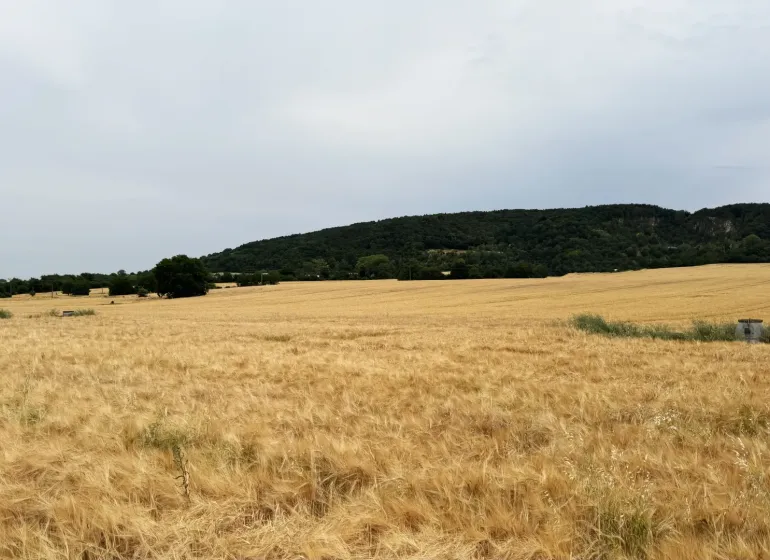 Yellow fields on agricultural and forest land in Vysoká pri Morave with a forest in the background.