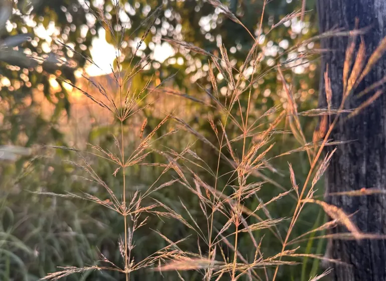 Detail of grass and tree at sunset in the agricultural and forest lands of Omastiná.