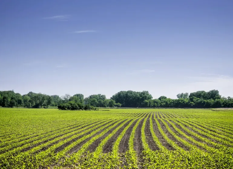 A field in Komárno with agricultural and forest land in the background and a blue sky.