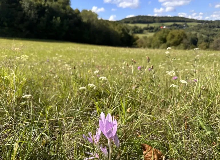 Purple flowers grow in the meadow of agricultural and forest lands near Brusno.