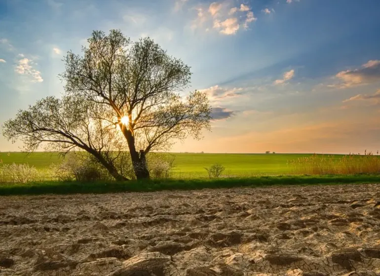 Trees on agricultural and forest lands in Poniky at sunset.