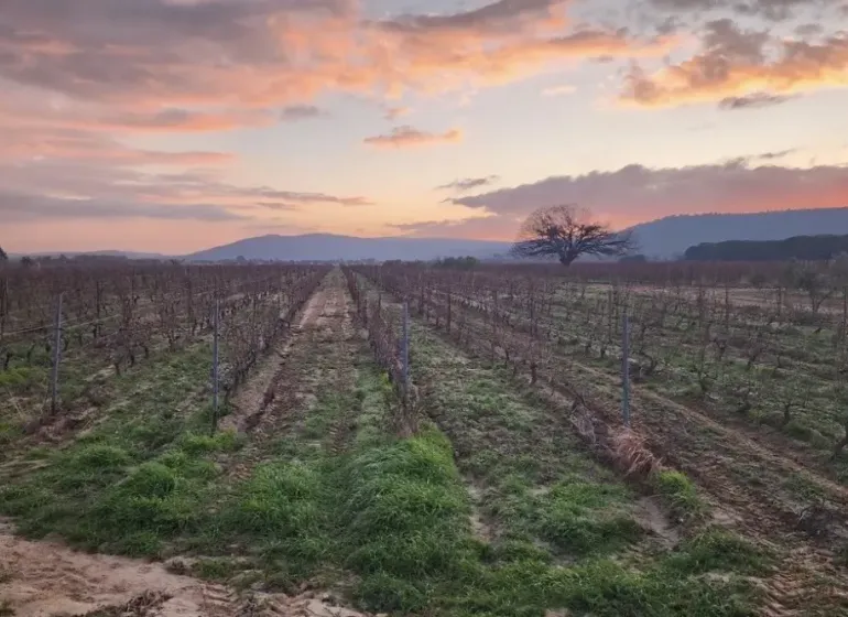 Agricultural and forest lands in Kamenný Most at sunset with vineyards and a tree.