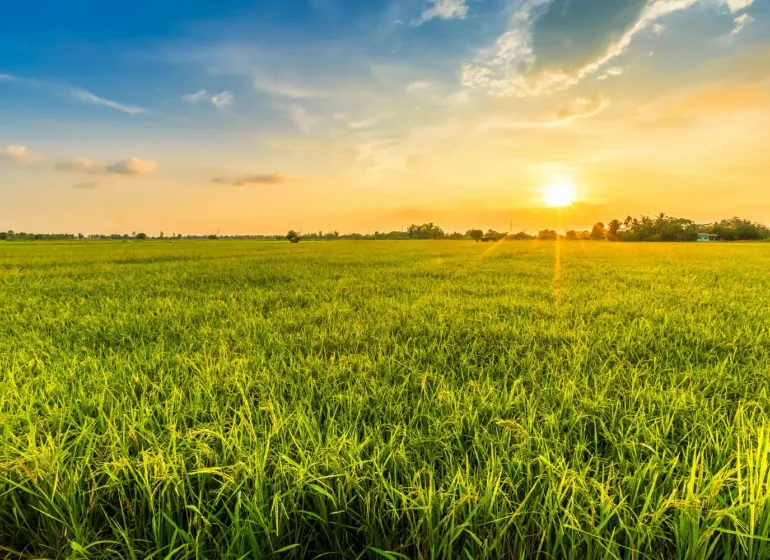 Sunset over agricultural and forest lands in Šávoľ with a vast green meadow.
