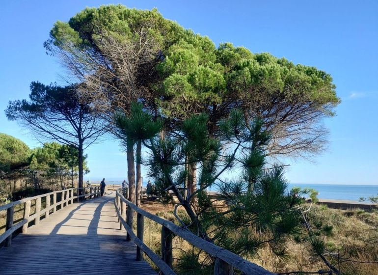 A wooden walkway between pine trees leading to the beach in a holiday apartment in Bibione.