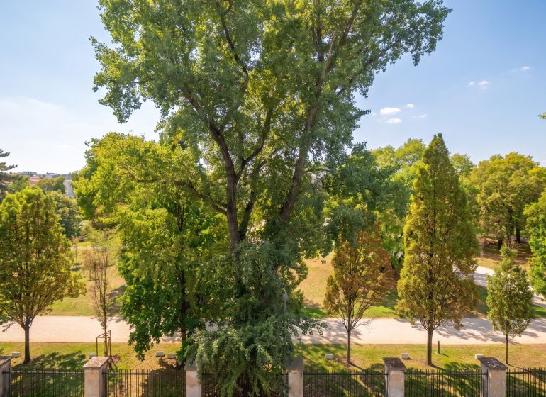 Trees and a path in the park, view from a 2-room apartment in Bratislava - Old Town on Banskobystrická.