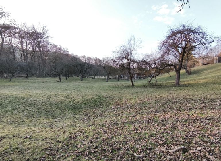 Greenery with fruit trees on a gentle slope on residential plots on A. H. Škultétyho in Veľký Krtíš.