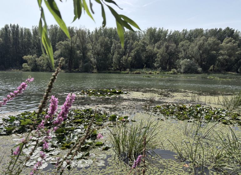 A peaceful river surrounded by trees and flowers in Bodíky near the cottage.