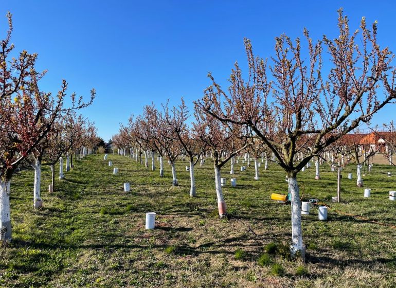 Orchards of fruit trees in Branovo, ideal for residential plots.
