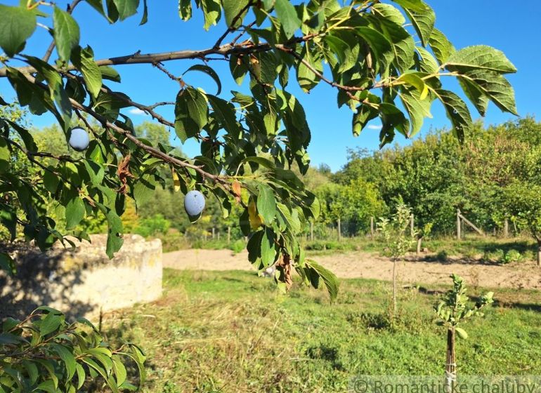 A plum hanging on a branch in the Brutov gardens on a sunny day.