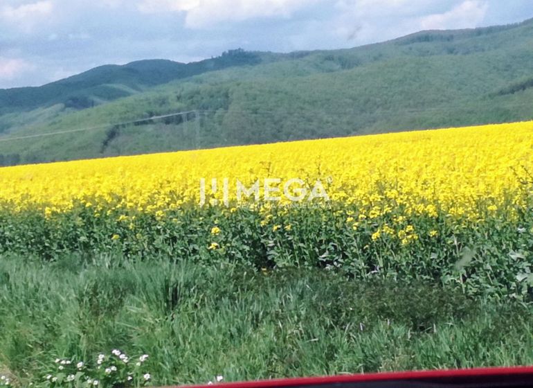 A blooming field on agricultural and forest land in Kamenica nad Cirochou with a hilly horizon.