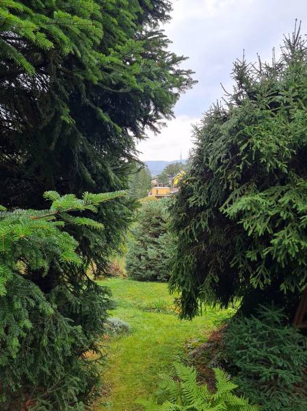 A garden with coniferous trees in the background in Bratislava - Dúbravka, Tavarikova settlement, House construction.