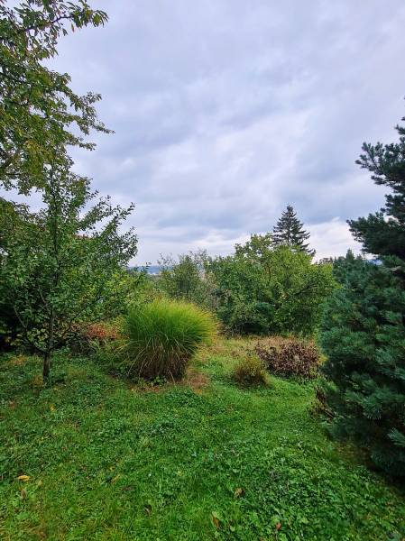 A garden full of greenery, trees, and shrubs during the construction of houses in Bratislava - Dúbravka, Tavarikova settlement.
