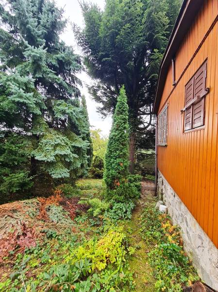 A garden with conifers near a house in the Bratislava - Dúbravka area, Tavarikova settlement, House construction.
