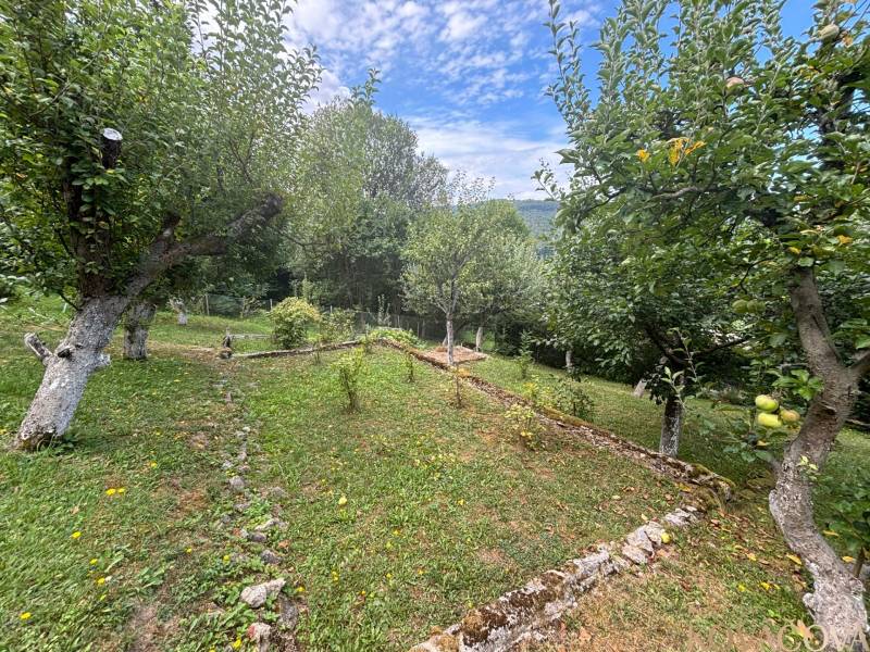 A garden with fruit trees, a lawn, and stones near a cottage in nature.