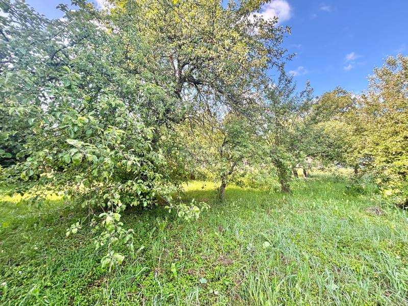 The garden at the family house on Centrum Street in Olešná with dense tree growth.