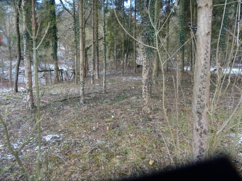 The forest in Telkibánya with sparse greenery and trees covered in ivy.