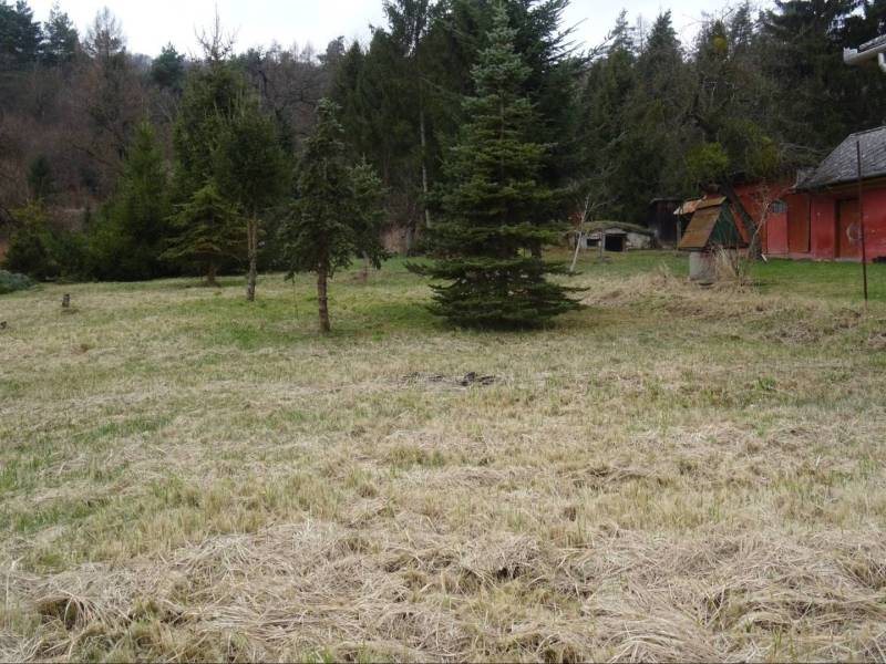 A plot with coniferous trees near a family house in Telkibanya.