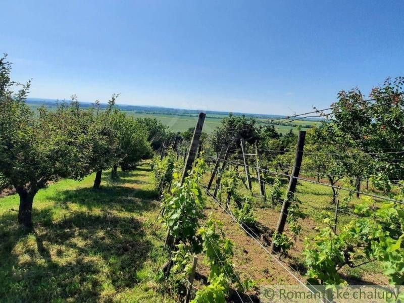 Vineyards and orchards in Malé Kozmálovce with a view of the green fields.