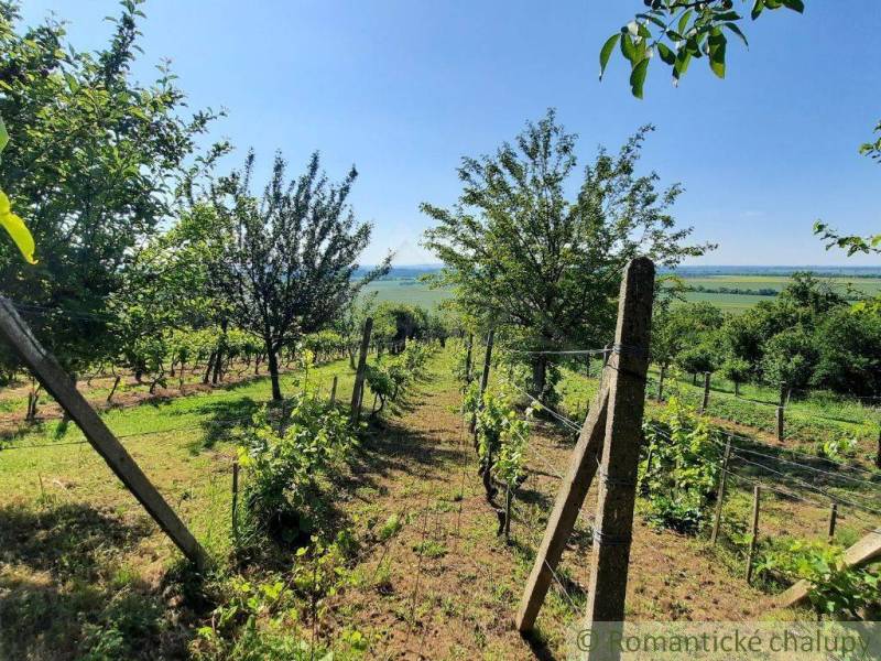 A vineyard near the cottage in Malé Kozmálovce, surrounded by green trees and a blue sky.
