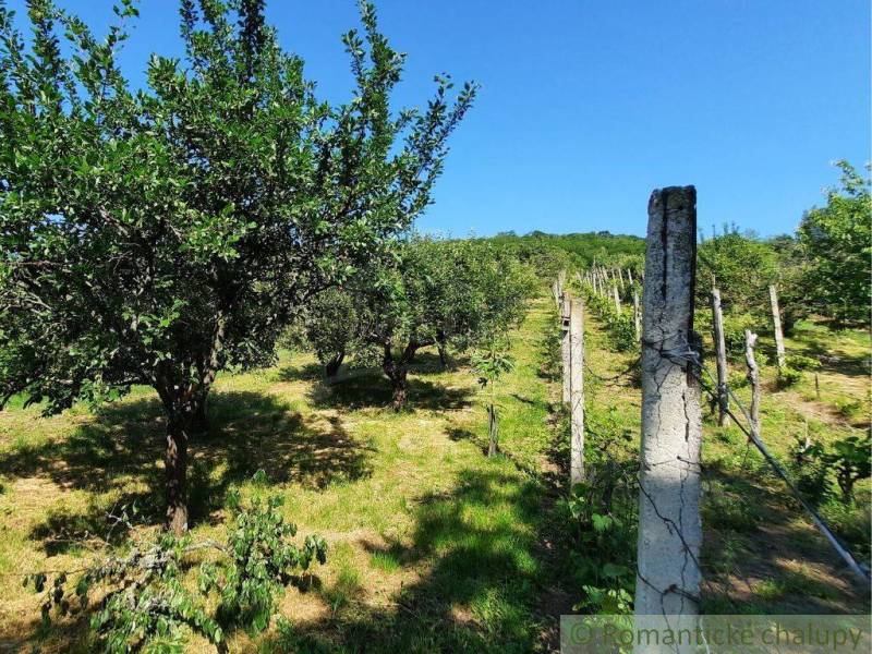 Vineyard near Malé Kozmálovce with fruit trees and posts in the background.