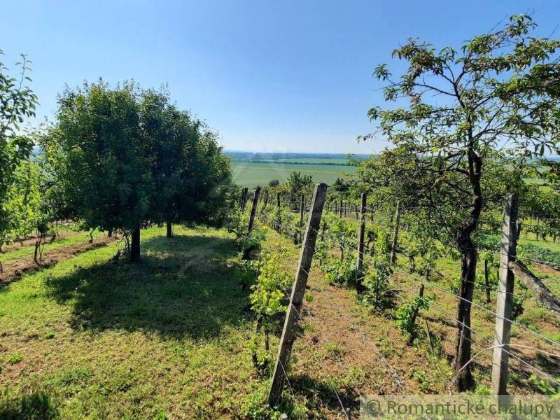 Vineyards and fruit trees in Malá Kozmálovce near the cottage, offering a beautiful view of the landscape.