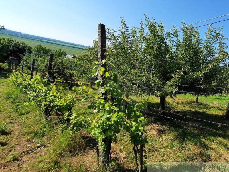 Vineyards and fruit trees near the cottage in Malé Kozmálovce on a sunny slope.