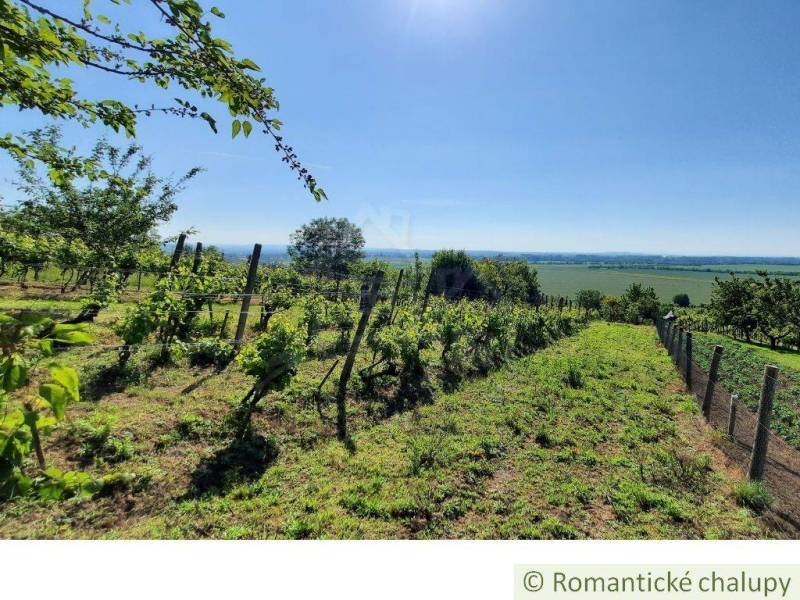 Vineyard near the cottage in Malé Kozmálovce with a view of the green fields.