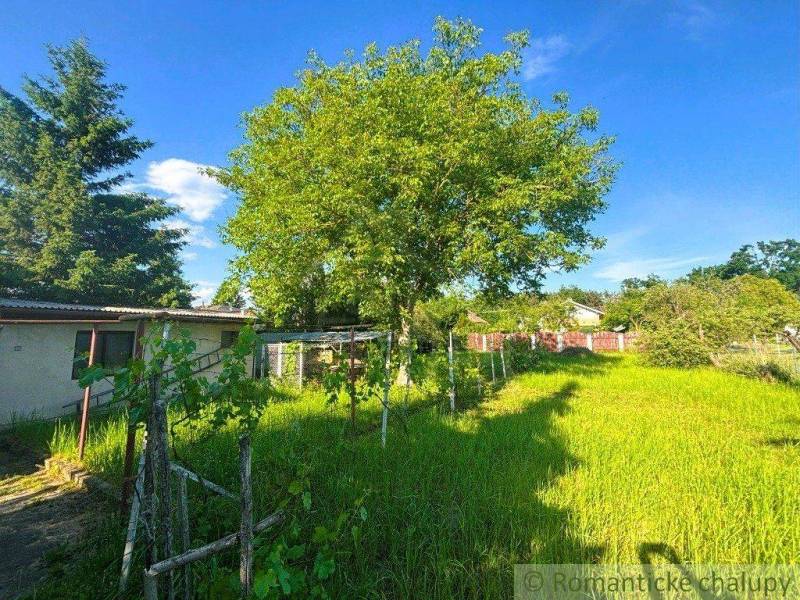 A garden at a family house in Plavecký Štvrtok with grass and a tree.