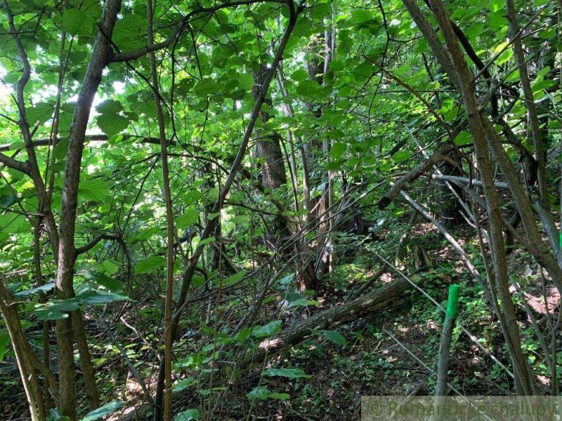Dense deciduous trees and shrubs in České Brezové create a green garden space.