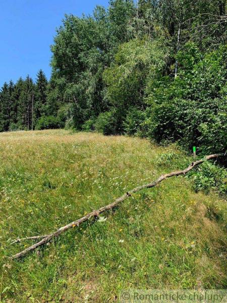 A meadow with a fallen branch surrounded by forest in the gardens of Český Brezov.